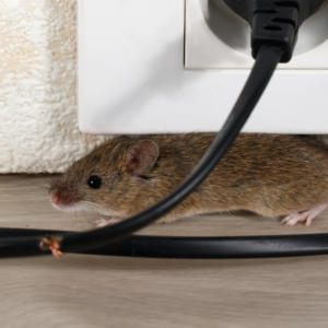 mouse in basement